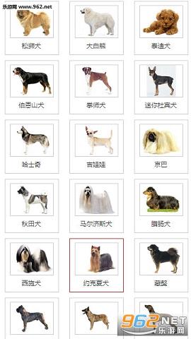 淘狗網(wǎng)截圖2