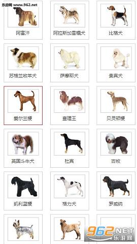 淘狗網(wǎng)截圖3